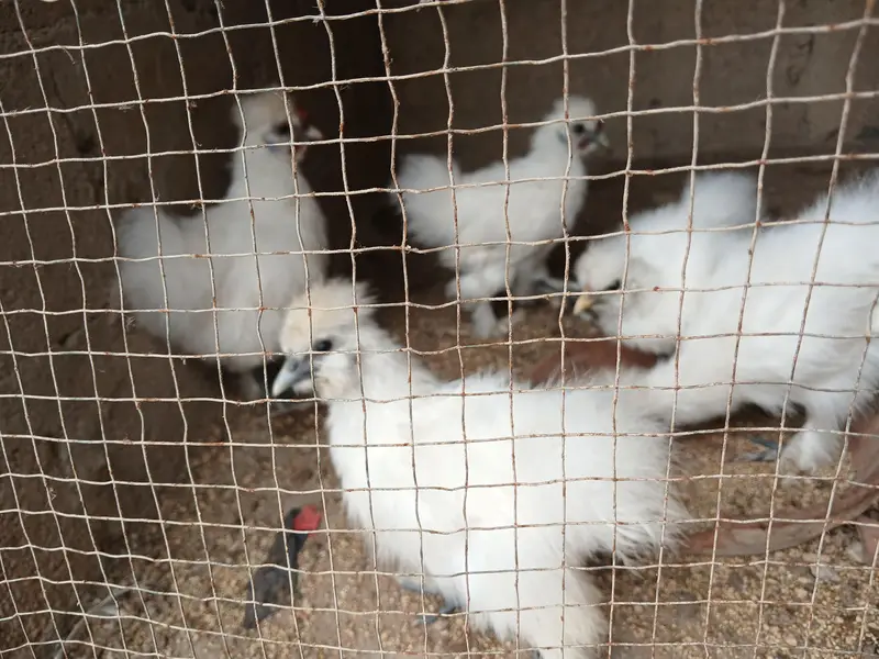 3 months and six months Silkies available — photo 3