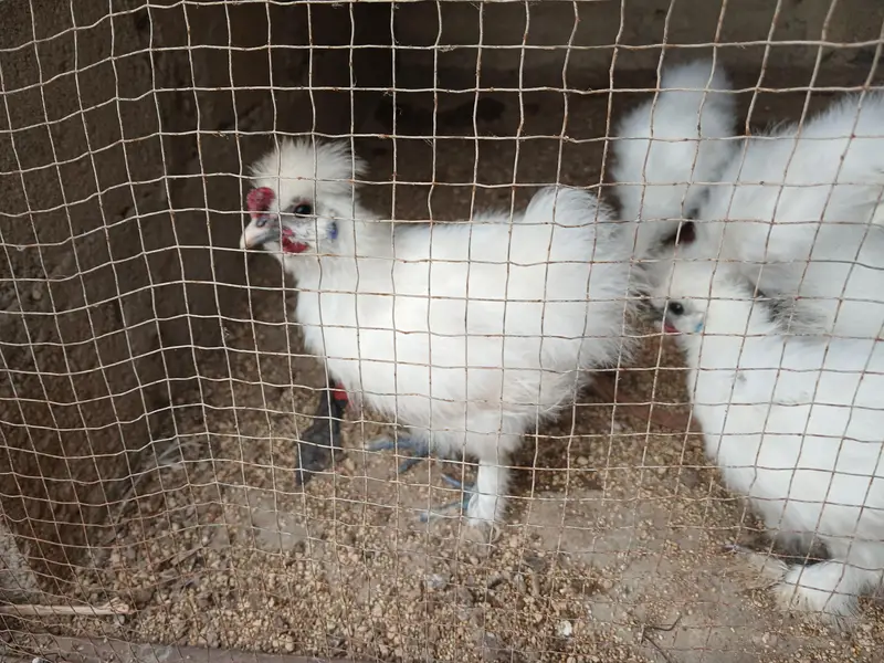 3 months and six months Silkies available — photo 4