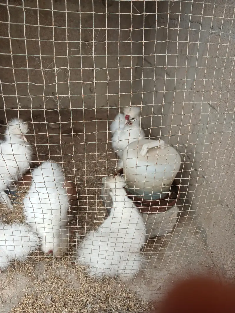 3 months and six months Silkies available — photo 5
