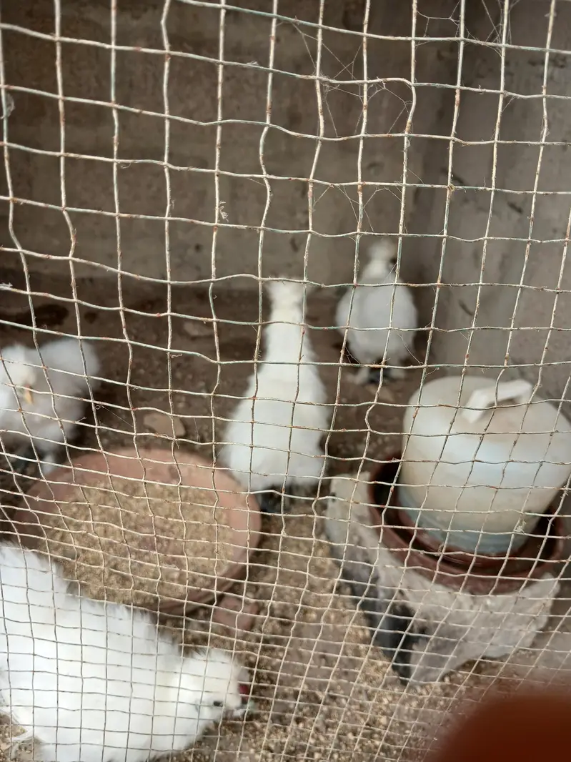 3 months and six months Silkies available — photo 6