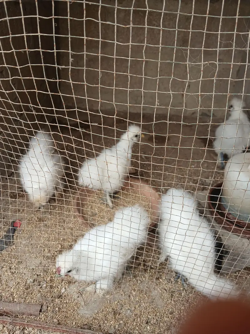 3 months and six months Silkies available — photo 7
