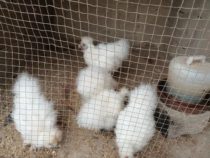 3 months and six months Silkies available — photo 8