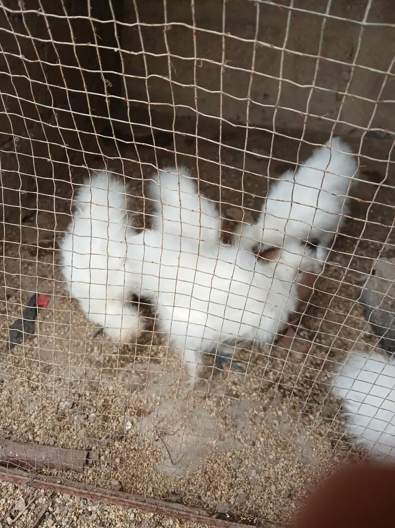 3 months and six months Silkies available — photo 9