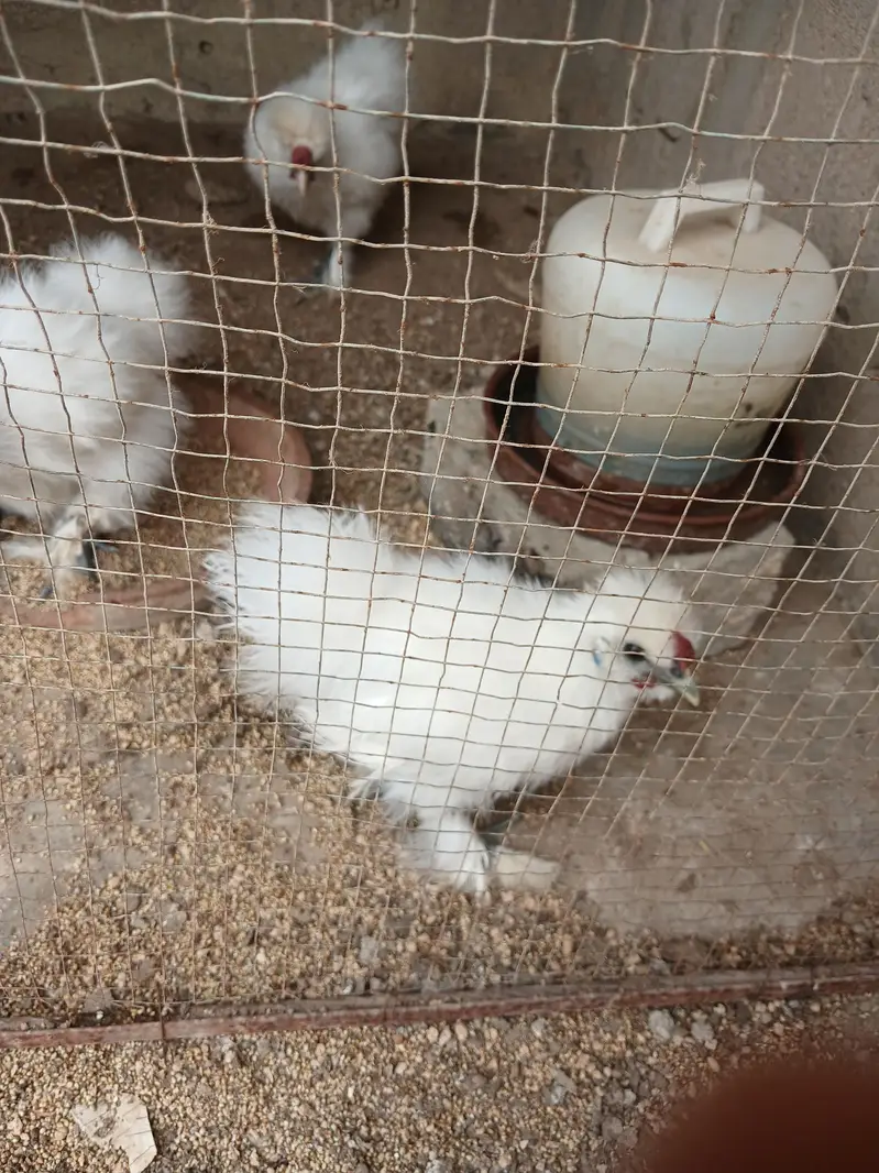 3 months and six months Silkies available — photo 10