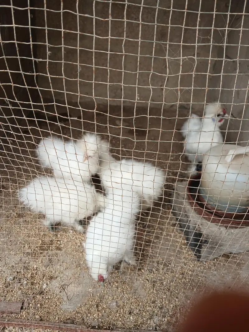 3 months and six months Silkies available — photo 11