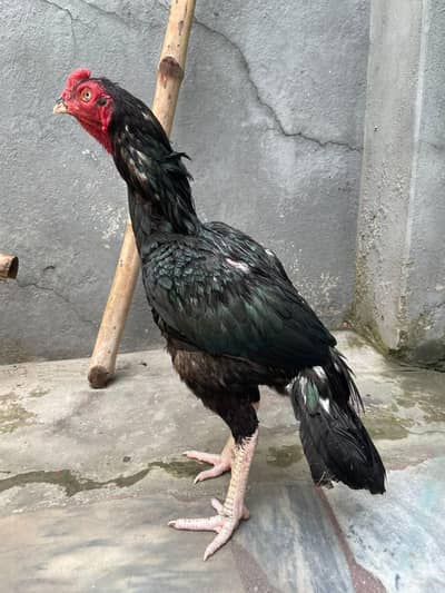 aseel mushka lasani for sale