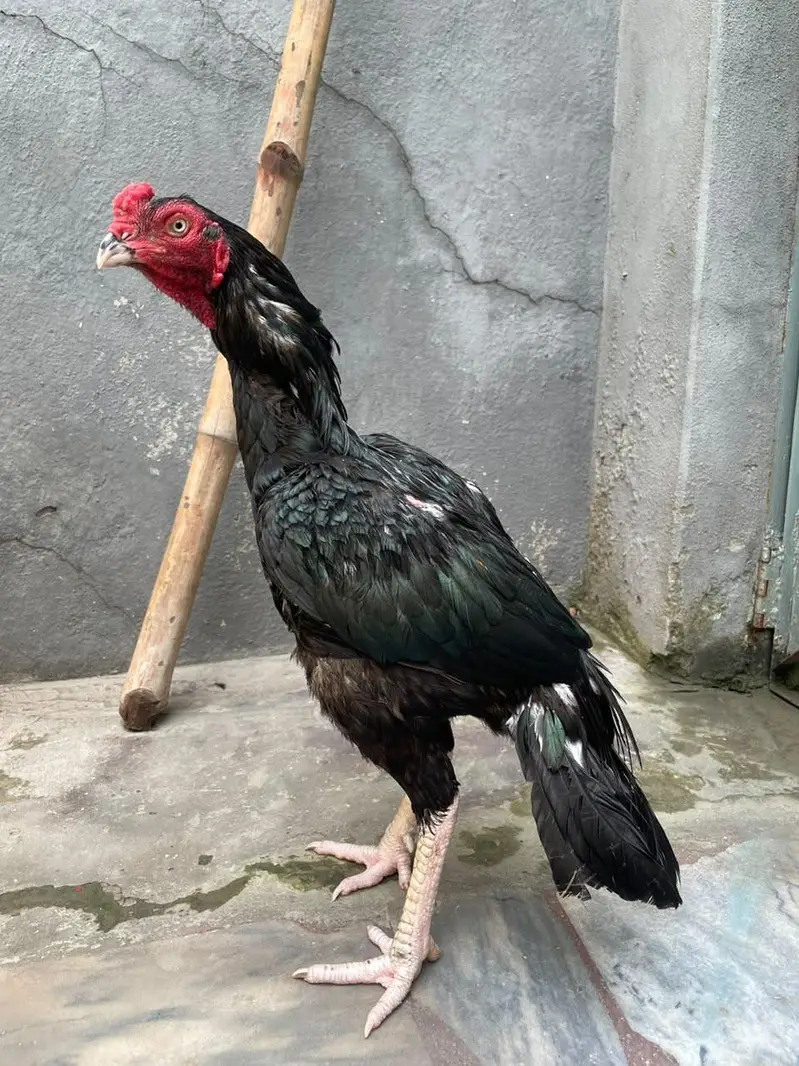 aseel mushka lasani for sale — photo 2