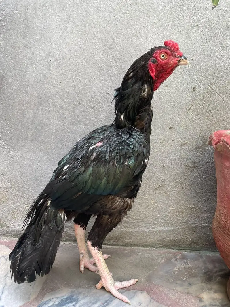 aseel mushka lasani for sale — photo 3