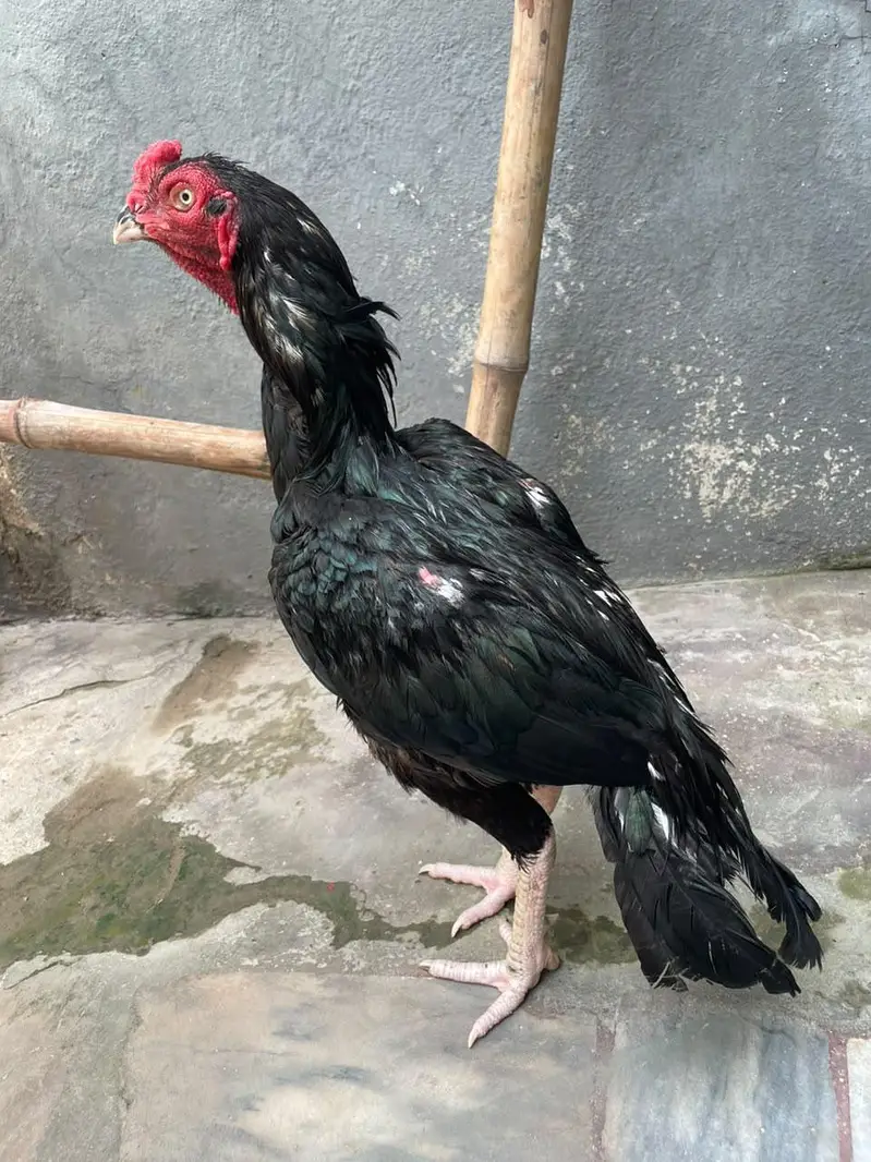 aseel mushka lasani for sale — photo 6