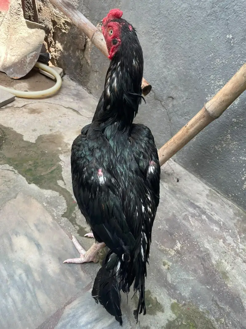 aseel mushka lasani for sale — photo 7