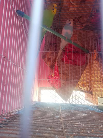 beautiful and healthy budgies pair