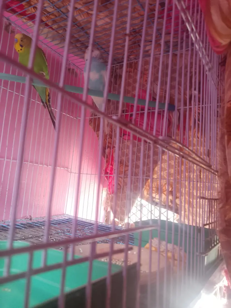 beautiful and healthy budgies pair contact on WhatsApp 03453883547 — photo 2
