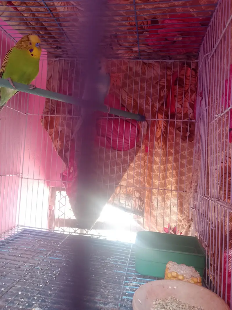 beautiful and healthy budgies pair contact on WhatsApp 03453883547 — photo 3