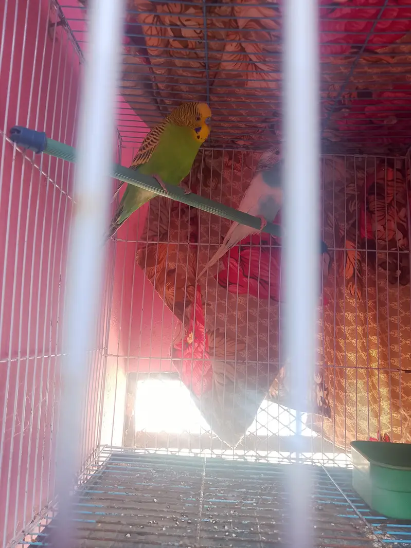 beautiful and healthy budgies pair contact on WhatsApp 03453883547 — photo 4