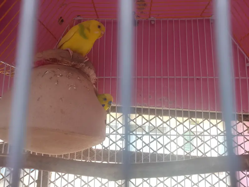 beautiful and healthy budgies pair contact on WhatsApp 03453883547 — photo 5