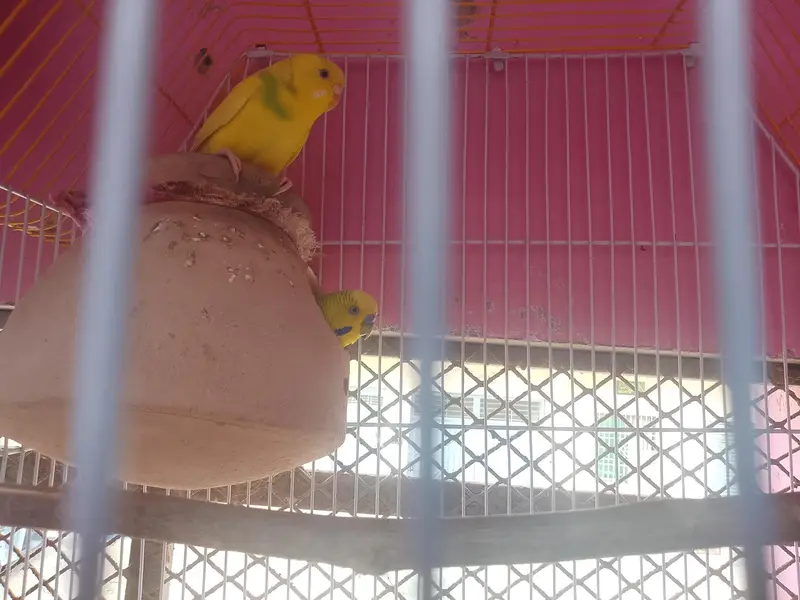 beautiful and healthy budgies pair contact on WhatsApp 03453883547 — photo 6