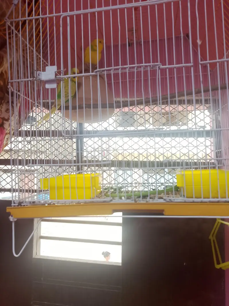 beautiful and healthy budgies pair contact on WhatsApp 03453883547 — photo 7