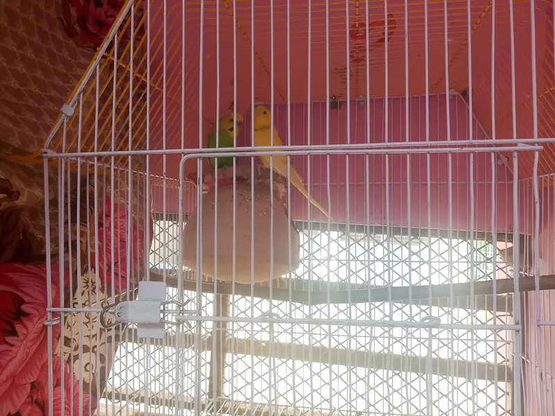 beautiful and healthy budgies pair contact on WhatsApp 03453883547 — photo 8