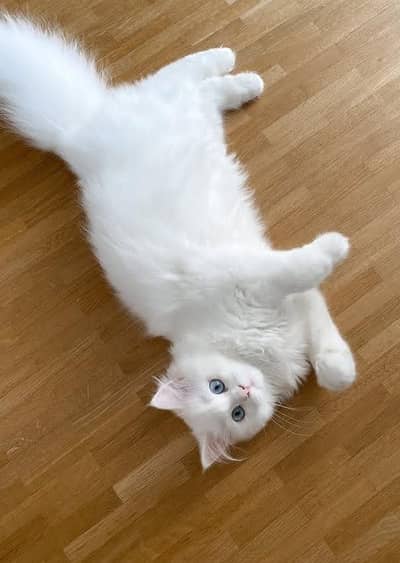white Persian cat for sale - Healthy & friendly - karachi