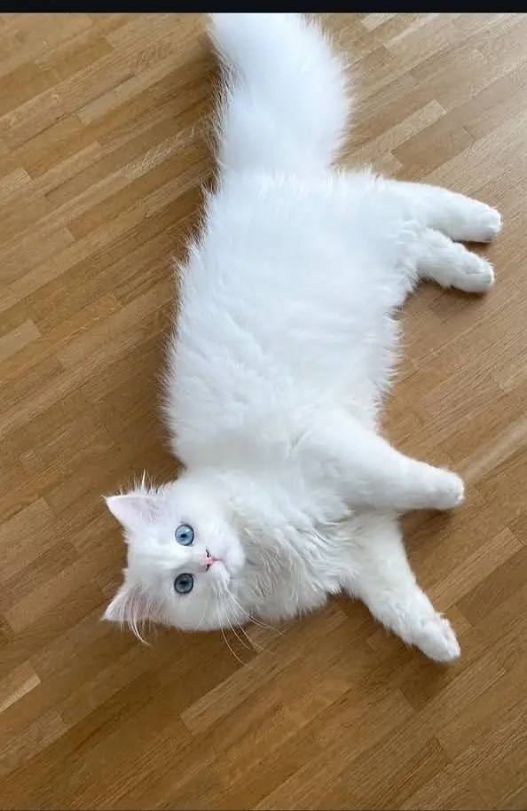 white Persian cat for sale - Healthy & friendly - karachi — photo 2