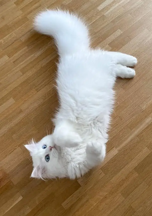 white Persian cat for sale - Healthy & friendly - karachi — photo 3