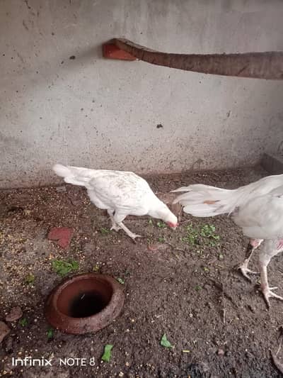 Heera Pair/Heera Murgha/Heera Murghi/Aseel Murgi/Aseel Murgha