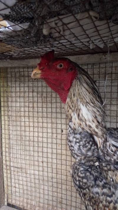 pure oshamo male