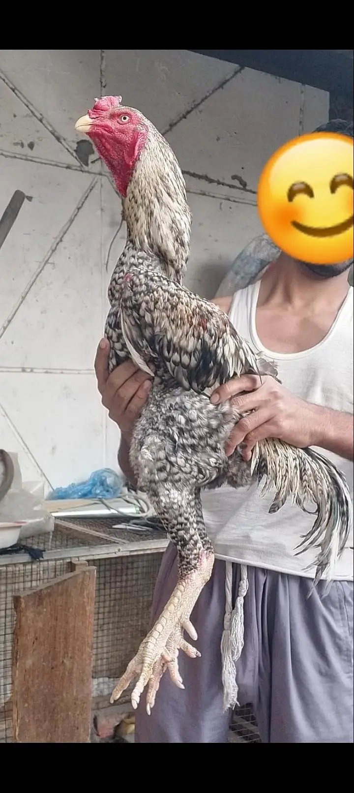 pure oshamo male — photo 2