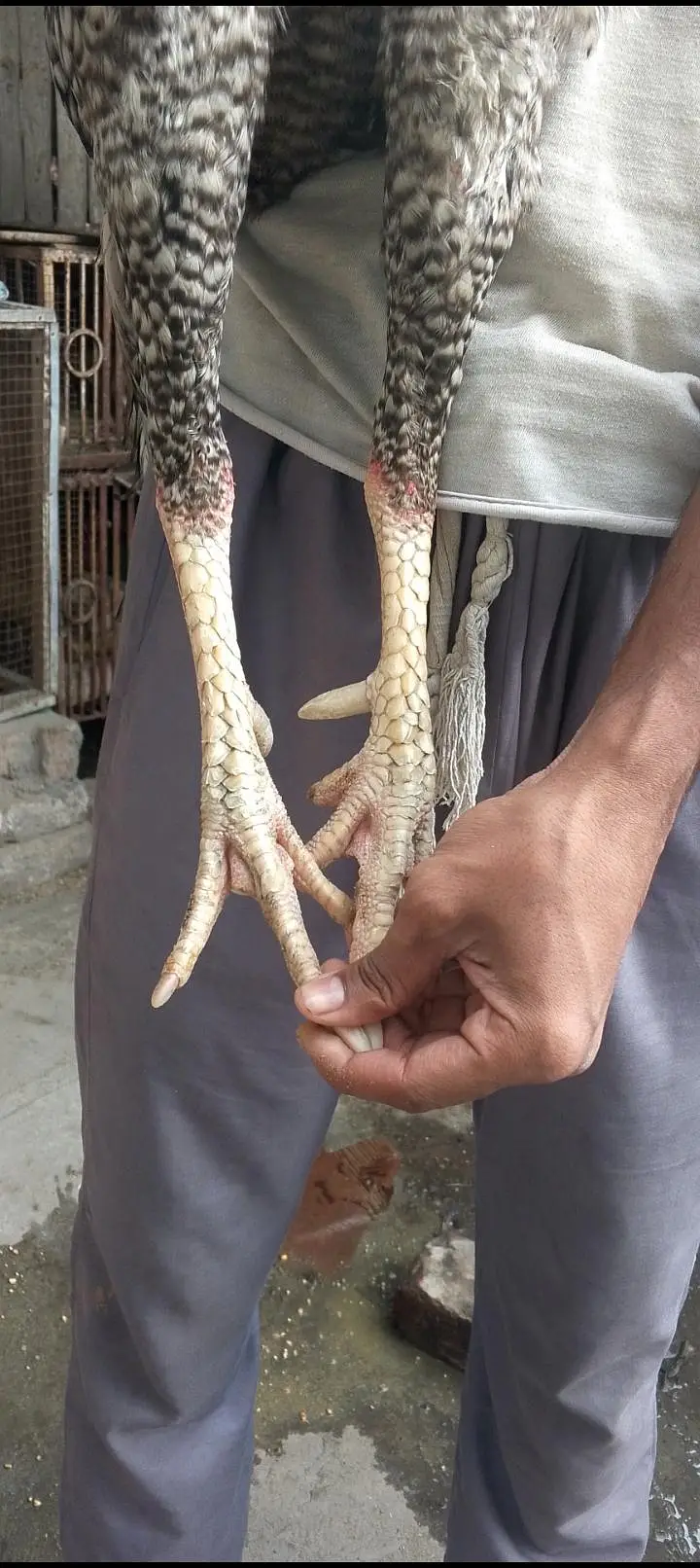 pure oshamo male — photo 3
