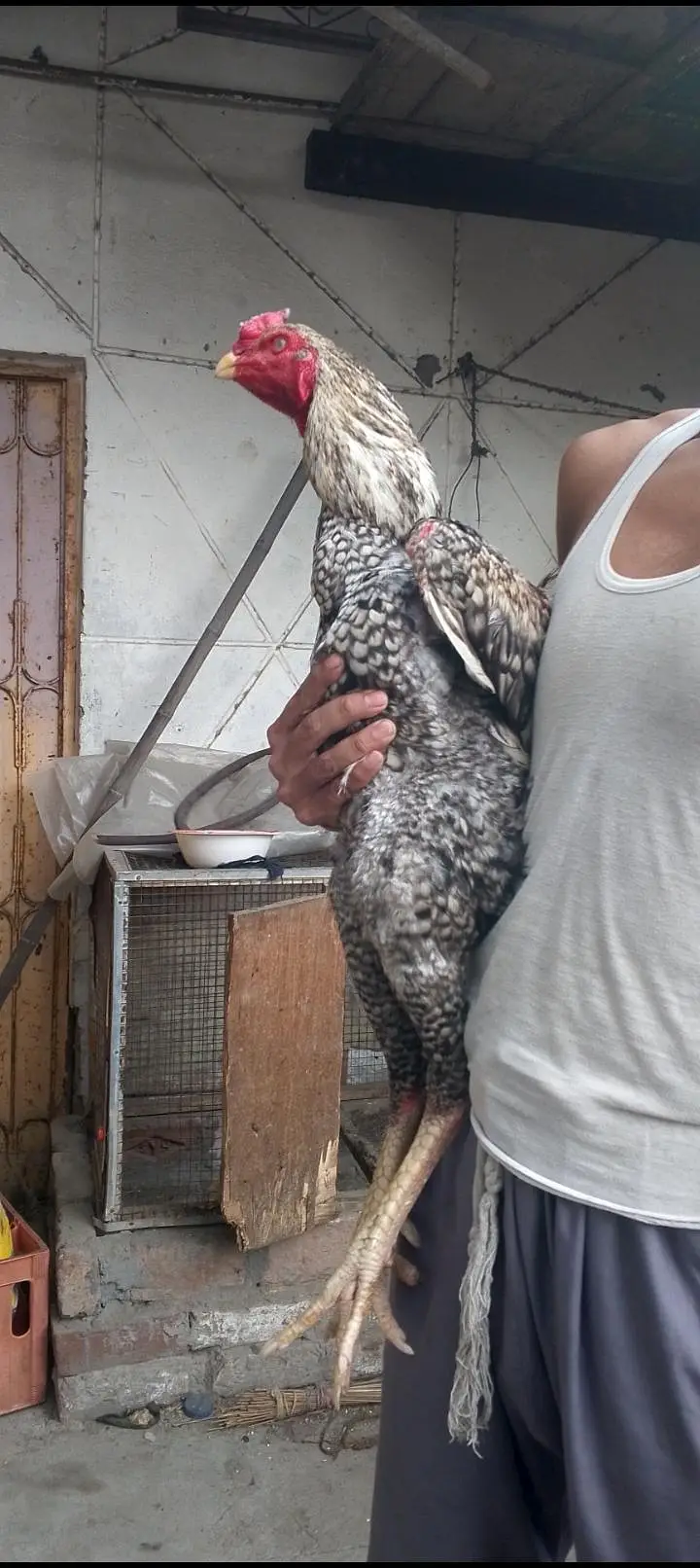 pure oshamo male — photo 4