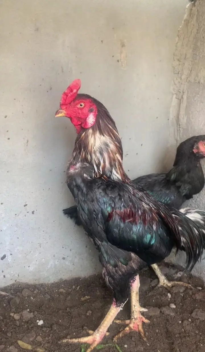aseel lasani available 1egg600 fertile ki garenty ke saat03123543634 — photo 4