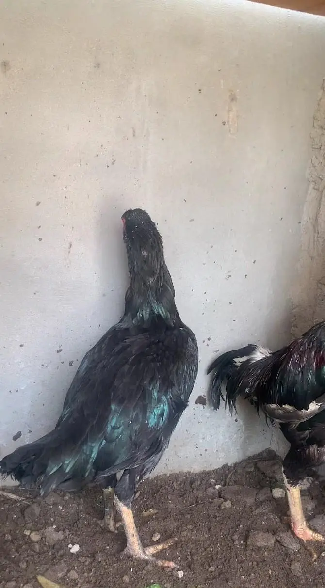 aseel lasani available 1egg600 fertile ki garenty ke saat03123543634 — photo 7