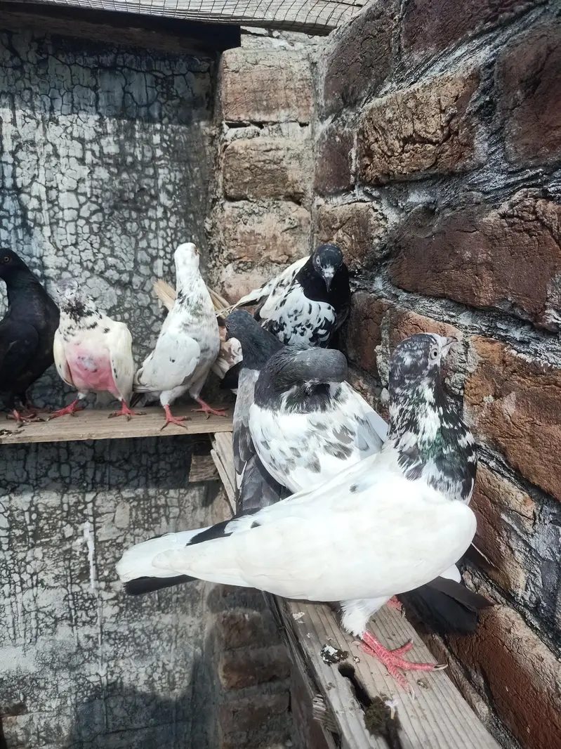 other pigeon 10 space