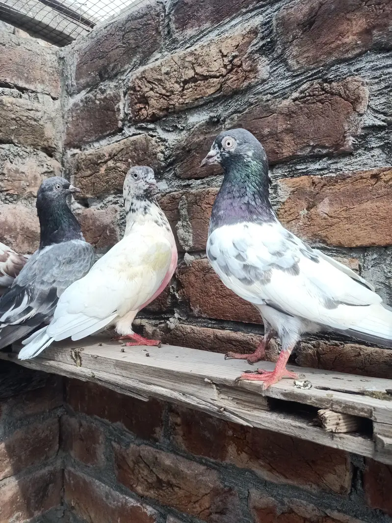 other pigeon 10 space — photo 2