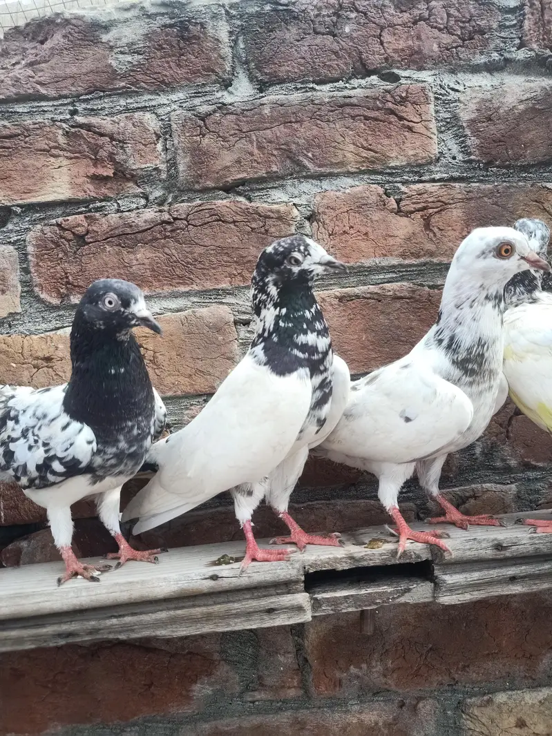 other pigeon 10 space — photo 3