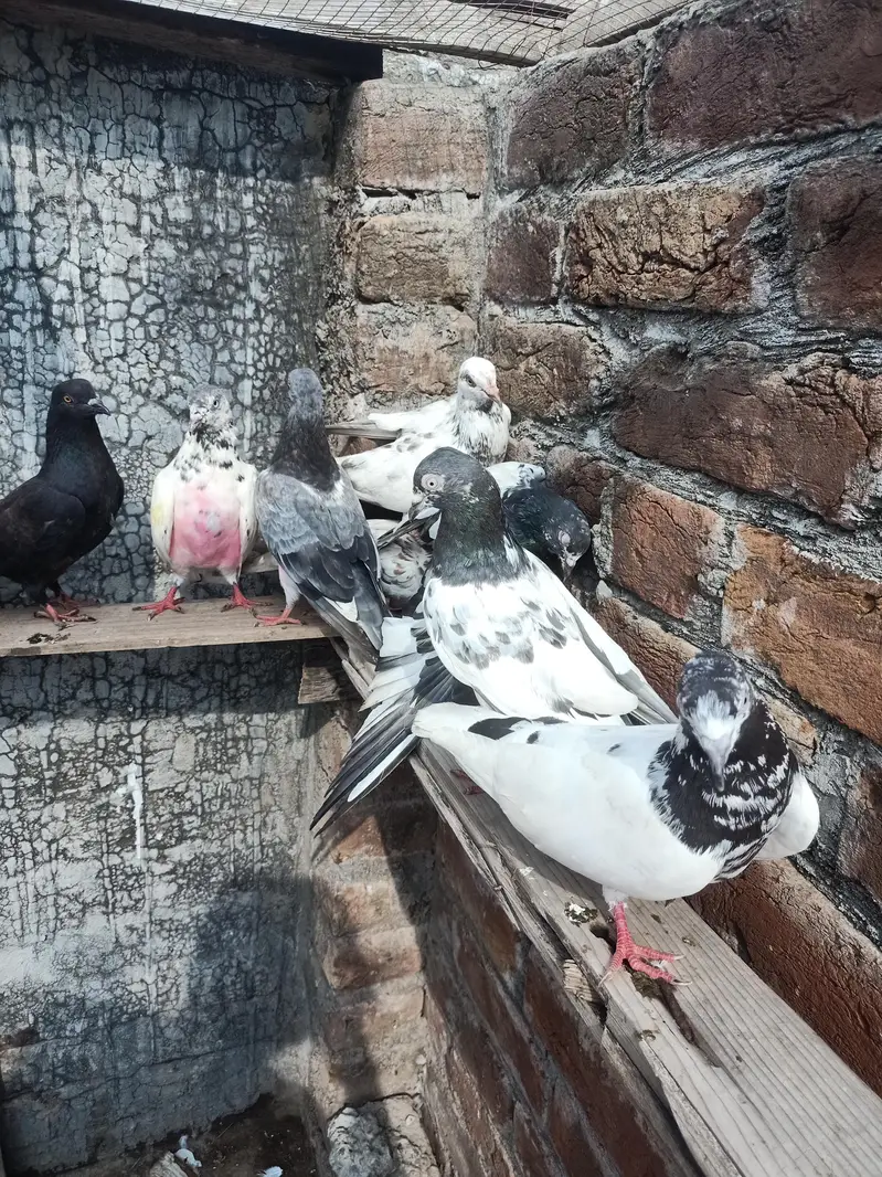 other pigeon 10 space — photo 4