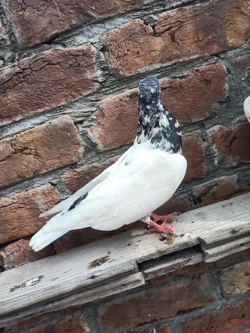 other pigeon 10 space — photo 5
