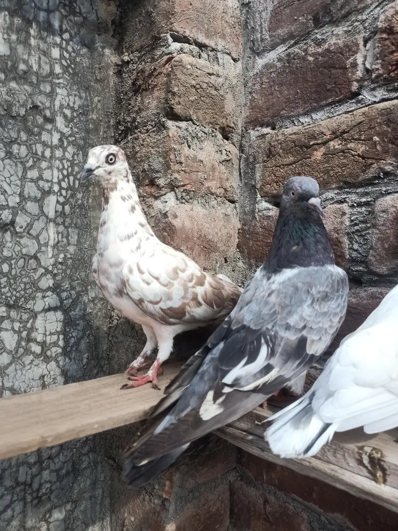 other pigeon 10 space — photo 6