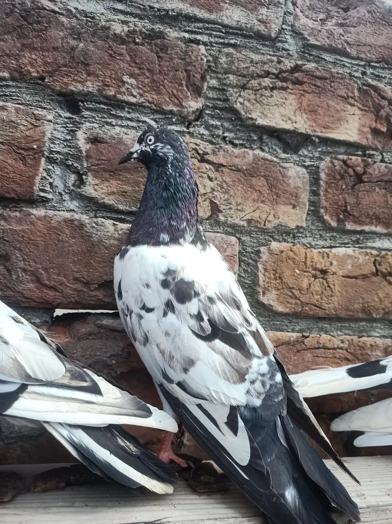 other pigeon 10 space — photo 7