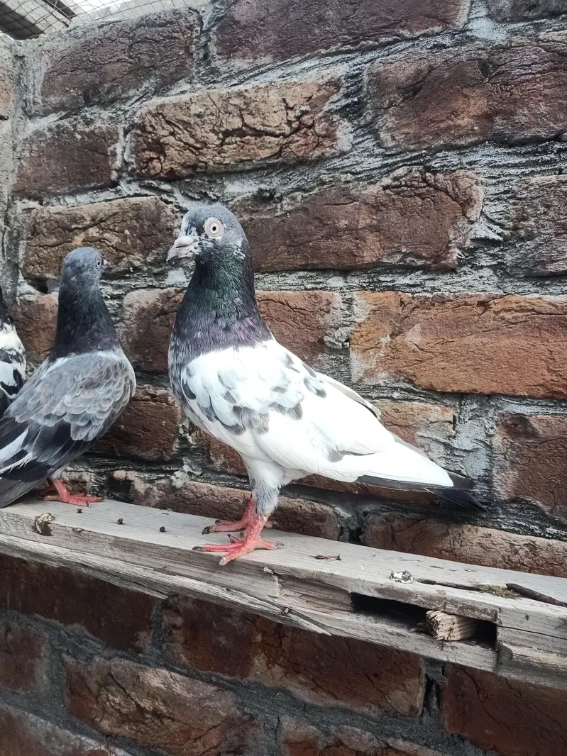 other pigeon 10 space — photo 8