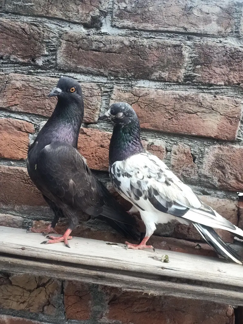 other pigeon 10 space — photo 9