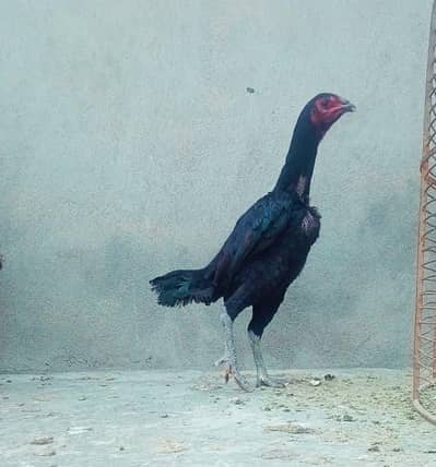 aseel murgi walahyti cross black color age 07