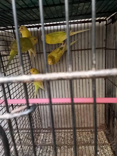yellow and green mix colors buggies 2500 Rs