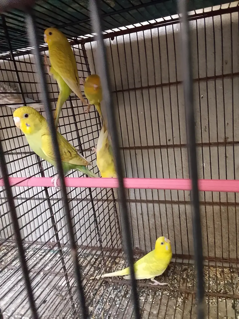 yellow and green mix colors buggies 2500 Rs — photo 2