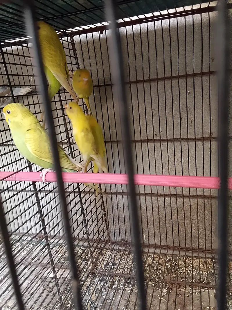 yellow and green mix colors buggies 2500 Rs — photo 3