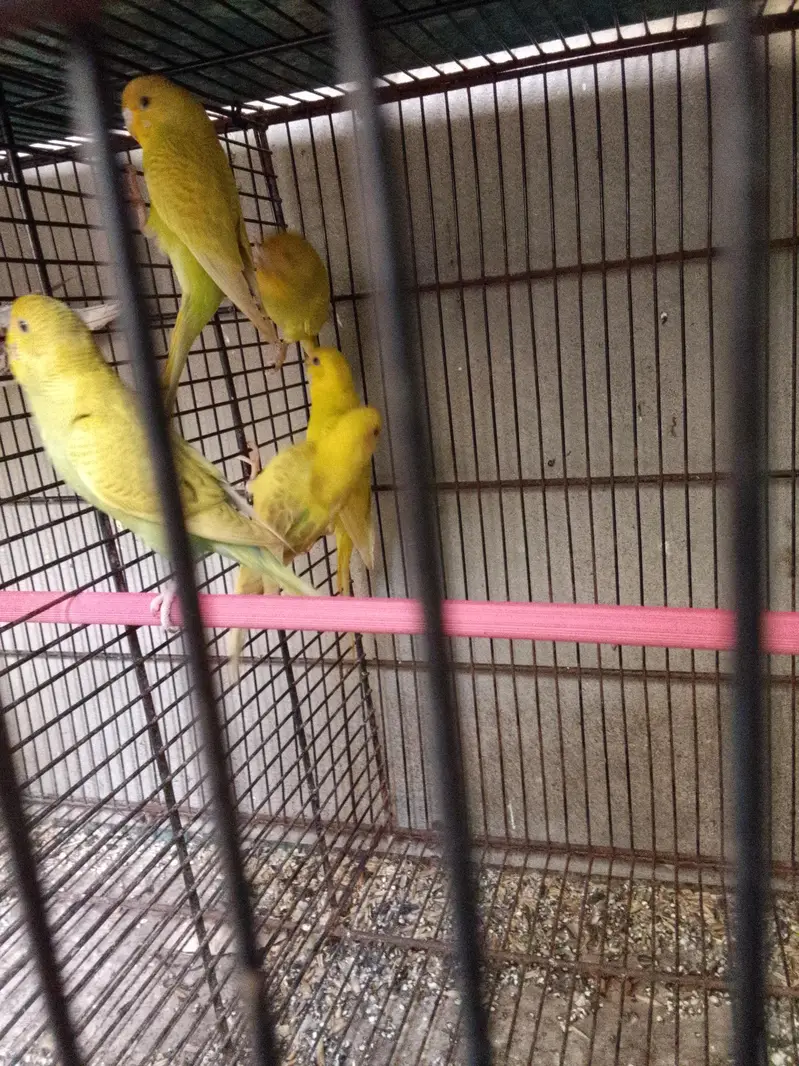 yellow and green mix colors buggies 2500 Rs — photo 4