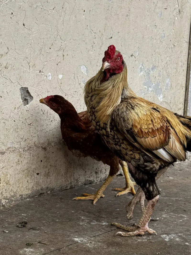 Im selling a aseel murga with black khaal and one time champion — photo 3