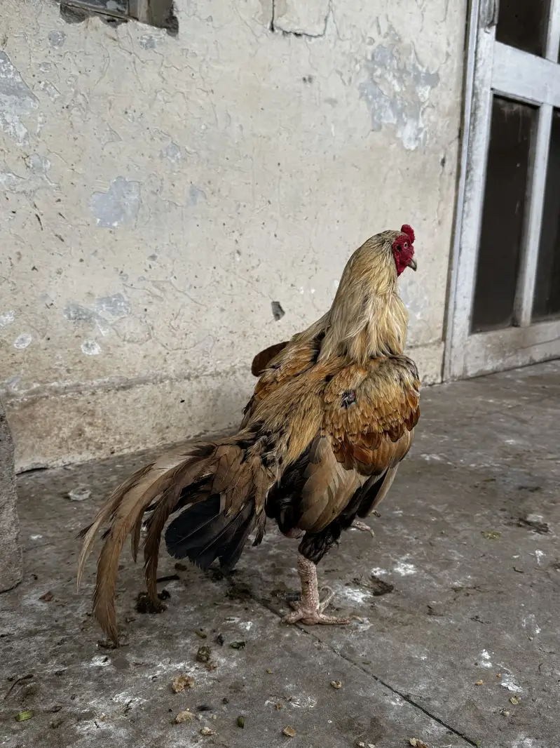 Im selling a aseel murga with black khaal and one time champion — photo 4