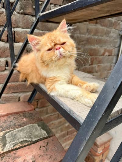 pure persian piki male kitten