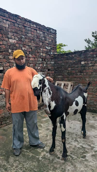 beetle bakra higth 45 inch for sale